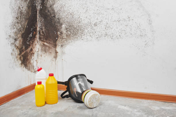 Best Kitchen Mold Remediation in Morton, IL