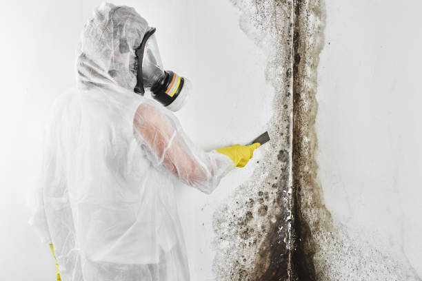 Reliable Morton, IL Mold Remediation Solutions