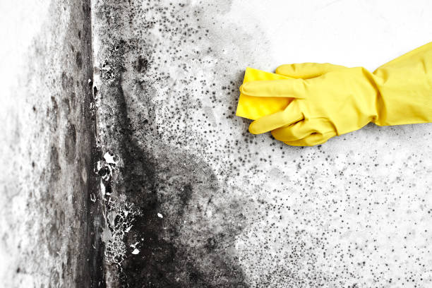 Best Health and Safety Mold Remediation in Morton, IL