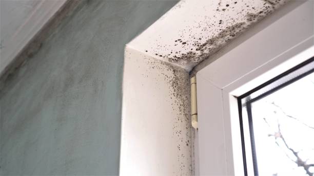Best Insurance-Related Mold Remediation in Morton, IL