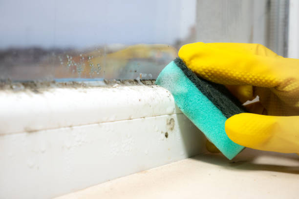 Best Mold Testing and Inspection Services in Morton, IL