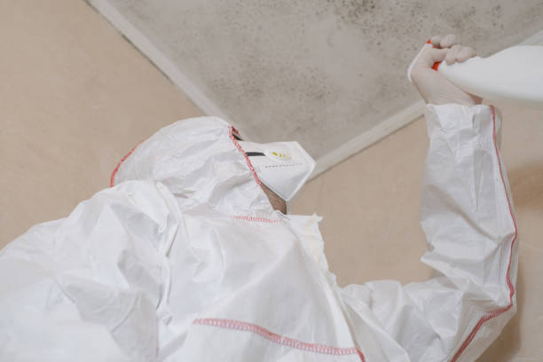 Best Bathroom Mold Remediation in Morton, IL