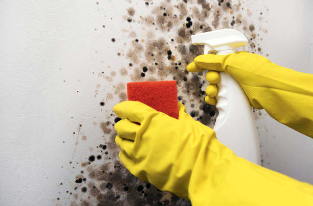 Best Black Mold Remediation in Morton, IL