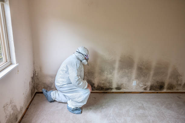 Best Residential Mold Remediation in Morton, IL
