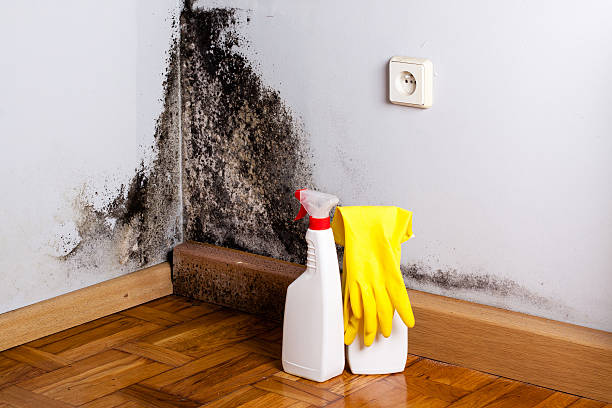 Best Crawl Space Mold Remediation in Morton, IL